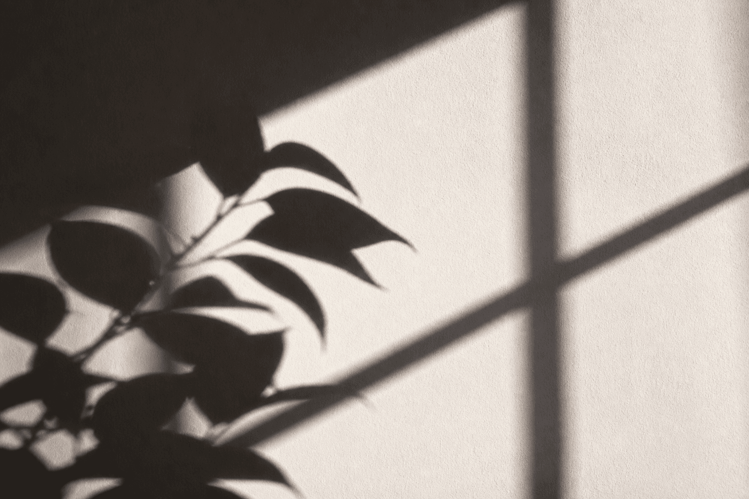 Pflanzenschatten an weißer Wand — abstrakte Foto-Idee
