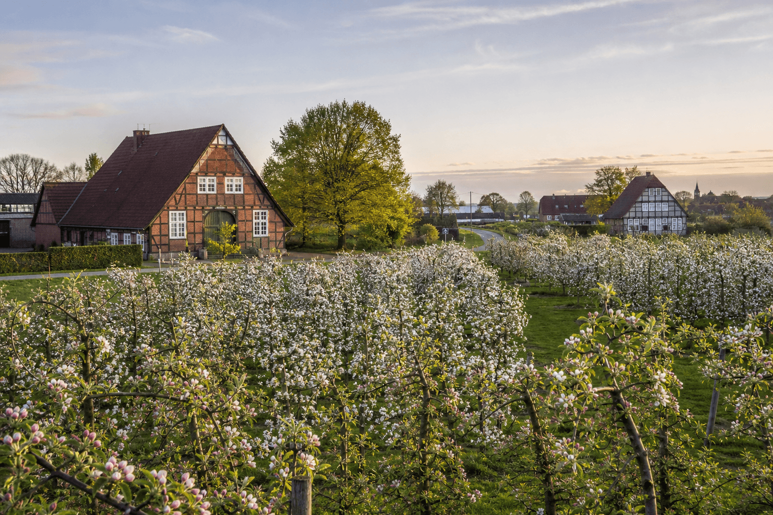 Obstblüte im Alten Land bei Hamburg mit Fachwerkhäusern