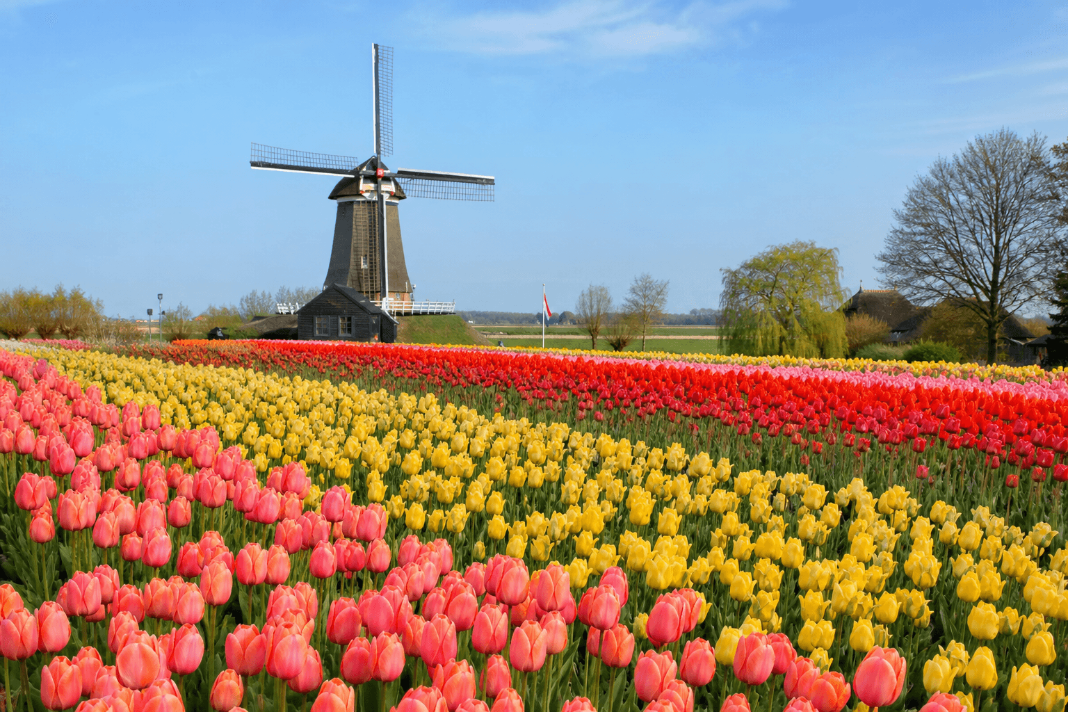 Amsterdam — canals and tulip fields at Keukenhof in spring