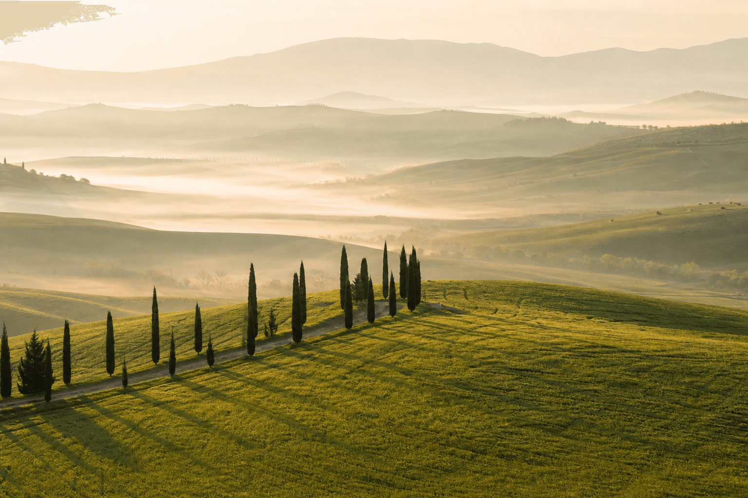 Tuscany — Val d'Orcia cypress avenue in spring