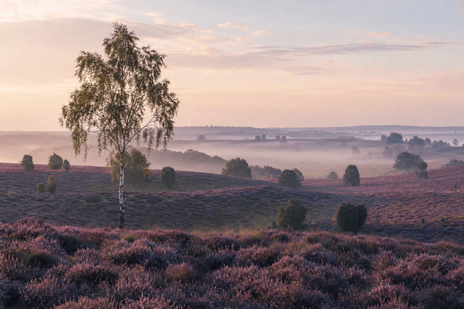 Lüneburger Heide im August mit blühendem Heidekraut