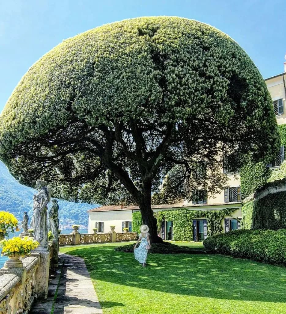 Skulpturaler Baum im Garten einer Villa am Comer See